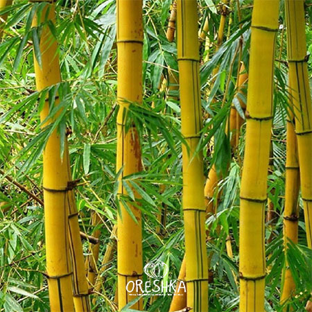Seeds of Bamboo cane (Bambusa arundinacea) — 25 pcs
