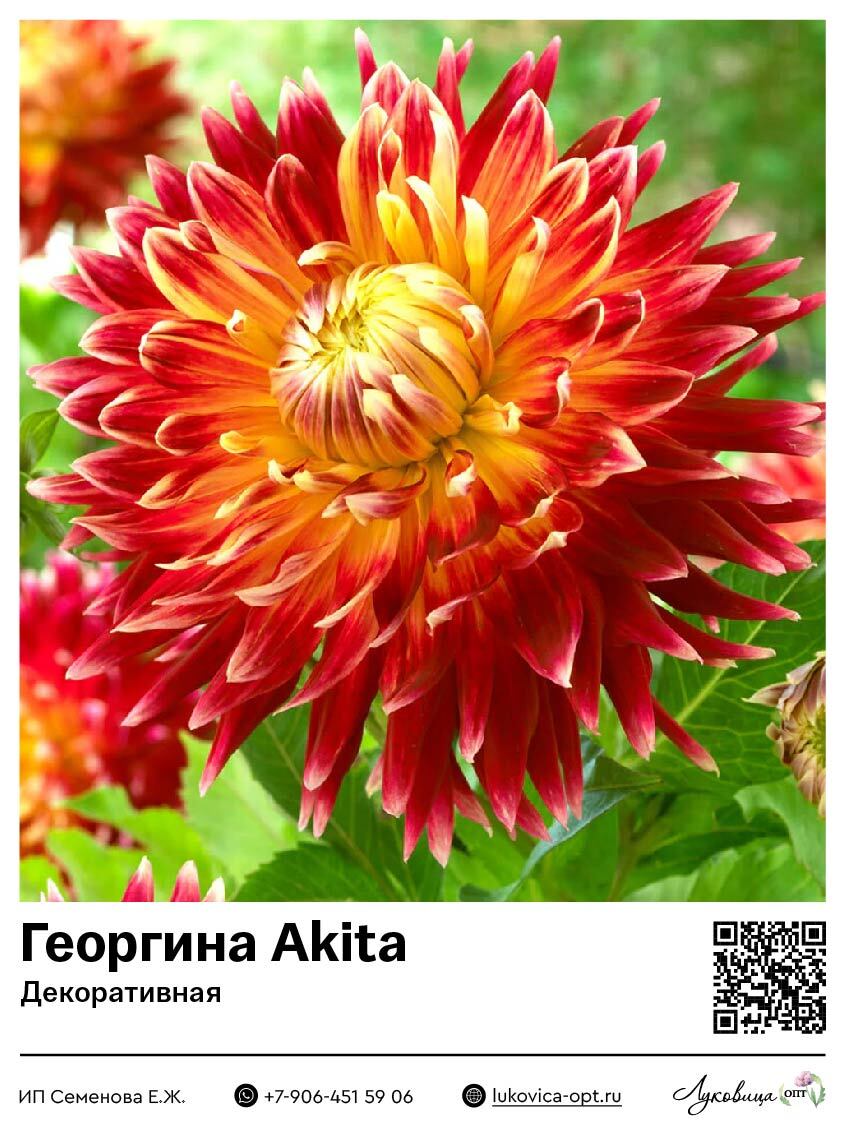 Георгина Akita (Декоративная) 1 шт