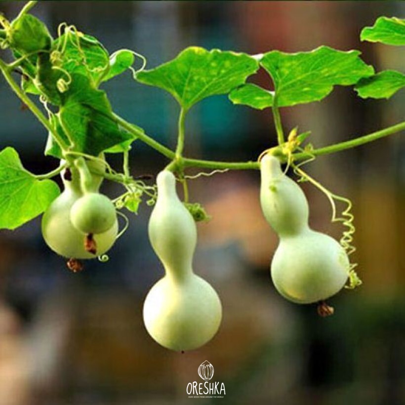 Seeds of Pumpkin mini bottle (Cucurbita) — 5 pcs