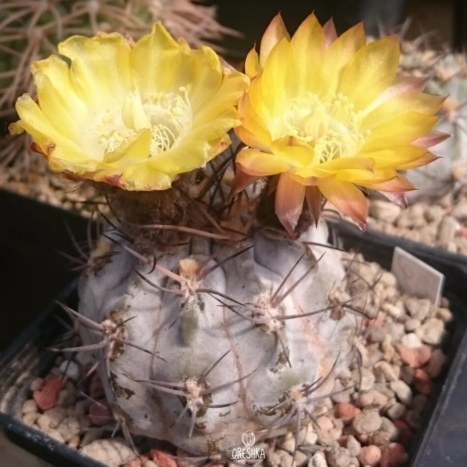 Seeds of Cactus Acanthocalycium glaucum P 394 (Acanthocalycium glaucum P 394) — 10 pcs