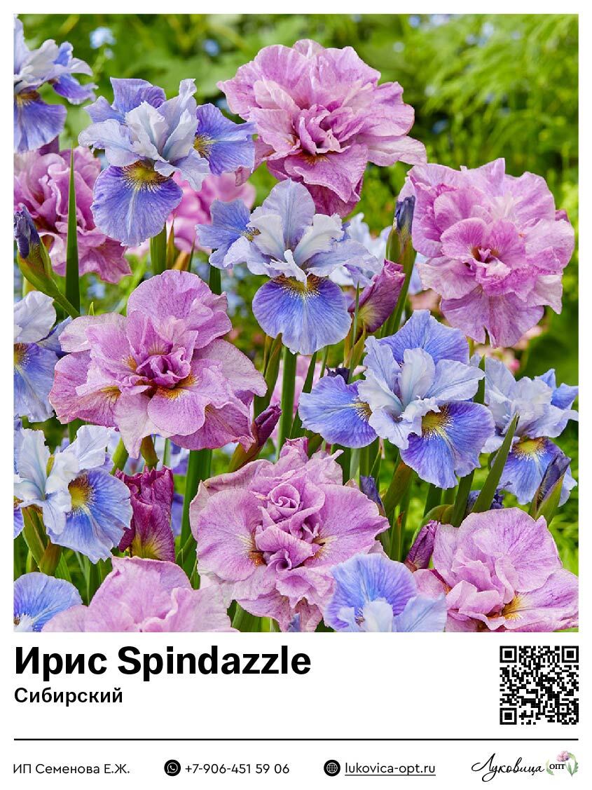 Ирис Sibirica Mixed (Сибирский) 1 шт