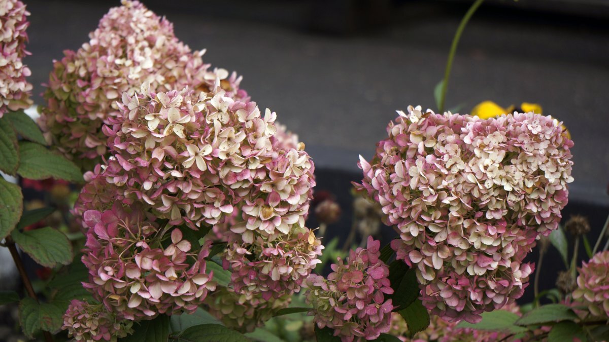 Петит стар фото и описание Гортензия Метельчатая "Hydrangea Paniculata Graffiti"