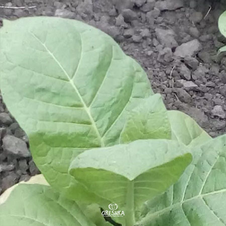 Seeds of Tobacco Sable 15 (Nicotiana tabacum) — 300 pcs