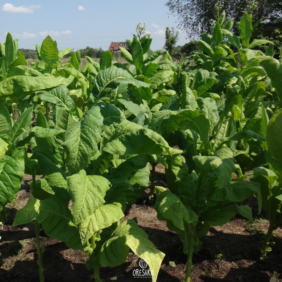 Seeds of Tobacco VA-116 (Nicotiana tabacum) — 300 pcs