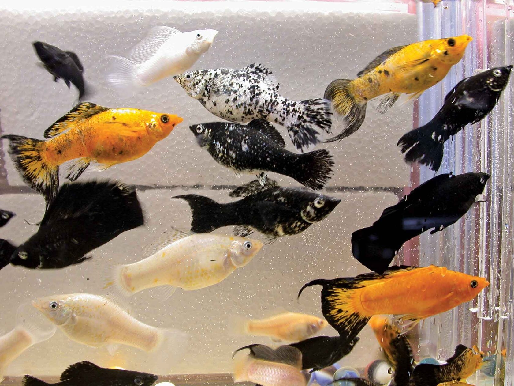 Рыба моллинезия аквариумная фото