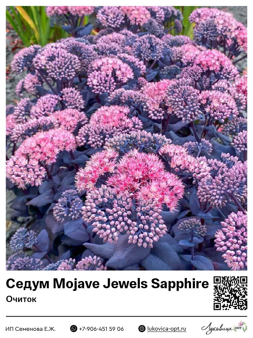 Седум [Очиток] Mojave Jewels Sapphire 1 шт