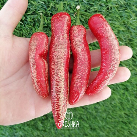 Seeds of Hot pepper Vezena Piperka (Capsicum) — 5 pcs