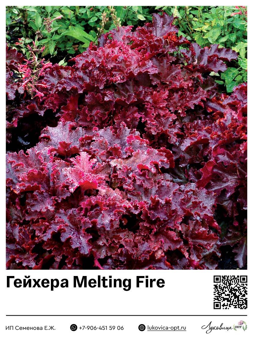 Гейхера Melting Fire (Мелкоцветная) 1 шт
