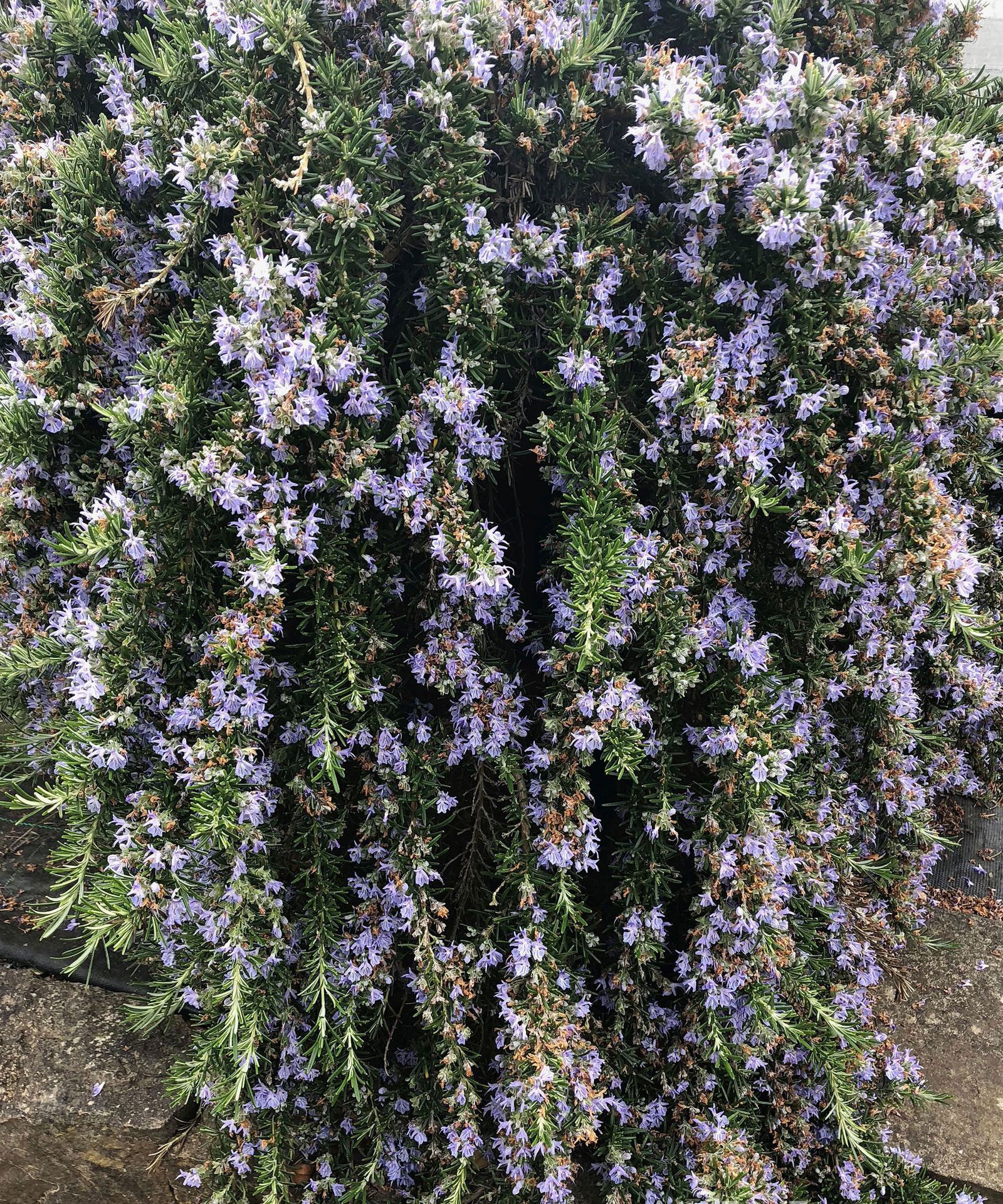 Perovskia atriplicifolia bernth. Розмарин вьющийся. Розмарин officinalis. Розмарин лекарственный куст. Salvia subg rosmarinus выращивание.