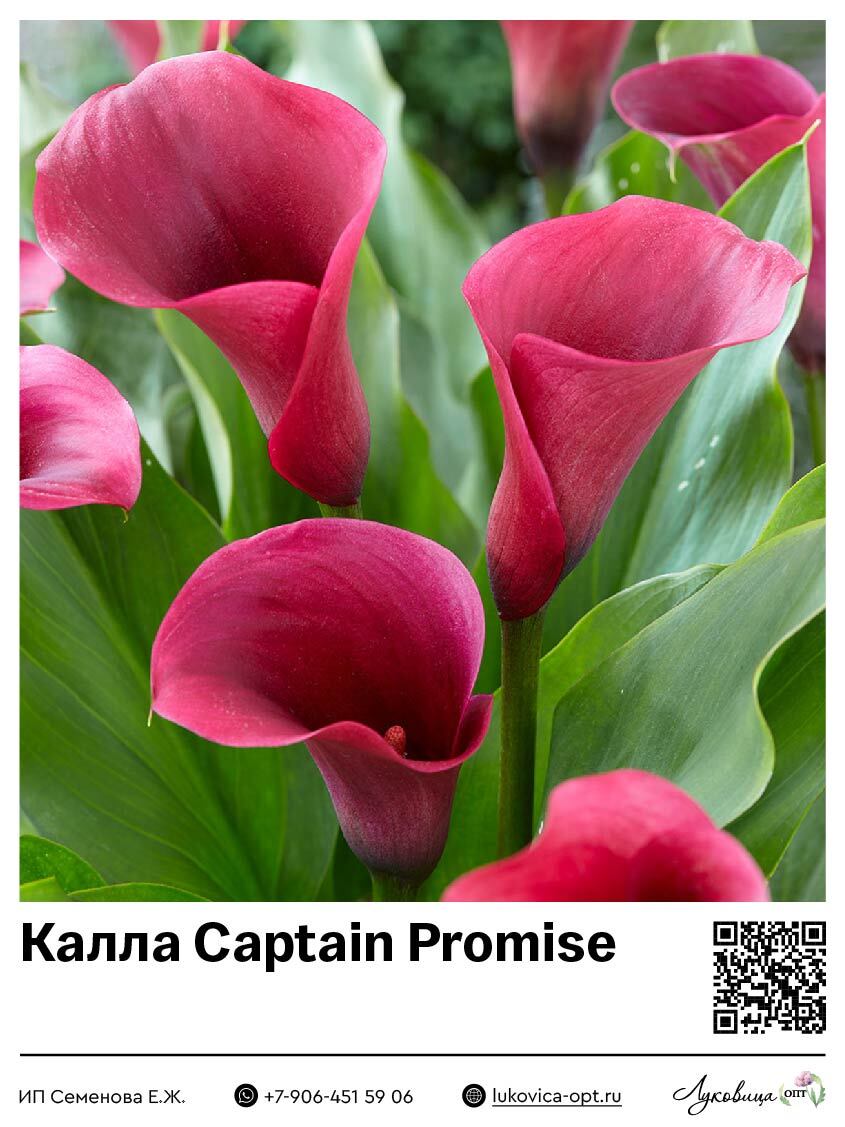 Калла Captain Promise