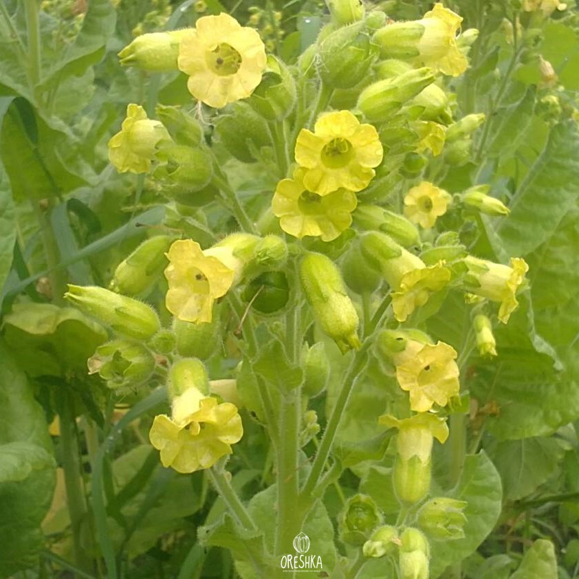 Seeds of shag vergun (Nicotiana tabacum) — 300 pcs