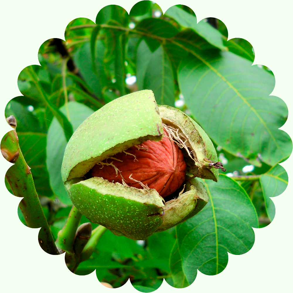 Грецкий орех Астаховский