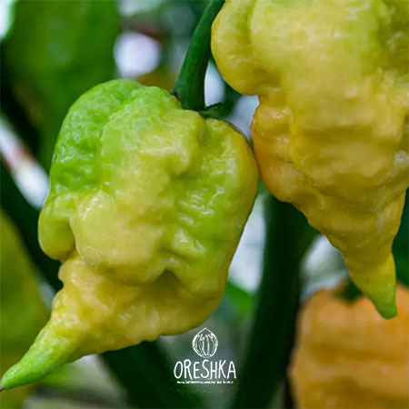 Seeds of Hot pepper Carolina Reaper Peach (Capsicum) — 5 pcs