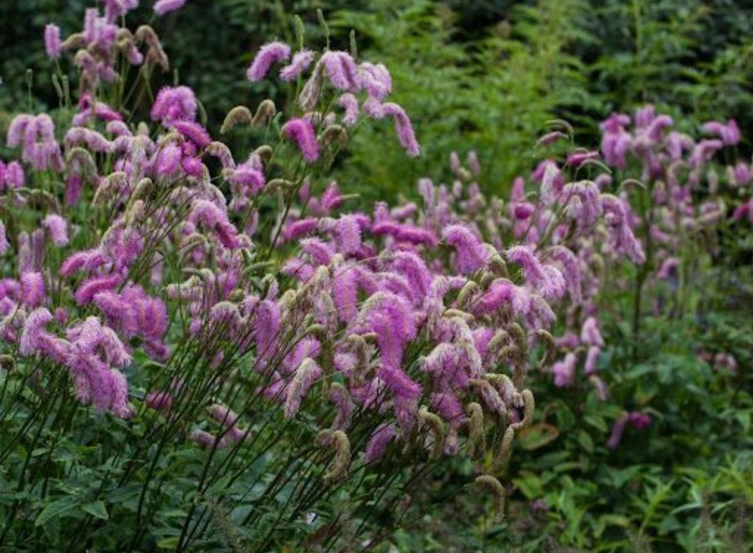 Кровохлебка Pink Brushes / Sanguesorba