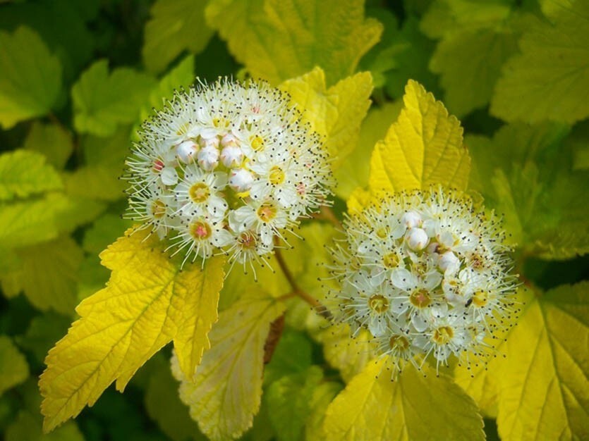 Пузыреплодник калинолистный physocarpus opulifolius. Пузыреплодник Лютеус. Пузыреплодник калинолистный Лютеус. Пузыреплодник калинолистный (Physocarpus opulifolius `luteus`). Пузыреплодник калинолистный Лютеус (Physocarpus opulifolius luteus).