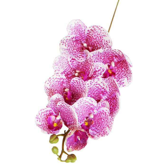 Ветка орхидеи 