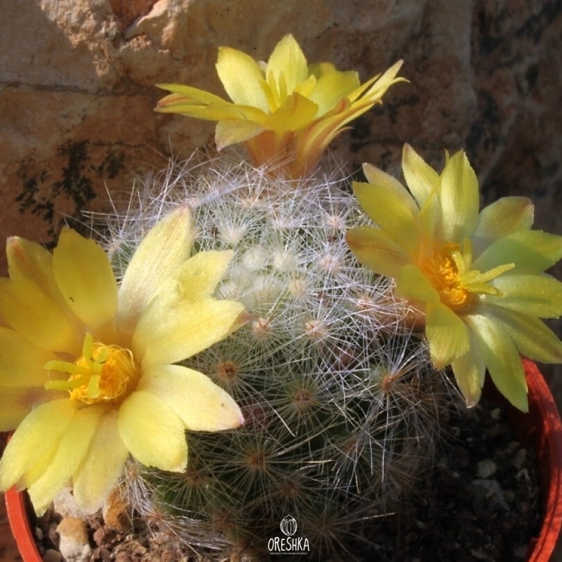 Seeds of Cactus Dolichothele baumii (Dolichothele baumii) — 10 pcs