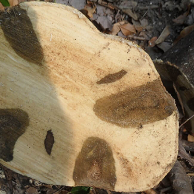 Агаровое дерево (Уд).Натуральное эфирное масло. - PIERRE FRANCHOMME LAB ...