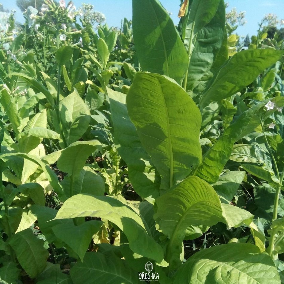 Seeds of Tobacco virginia gold spain (Nicotiana tabacum) — 300 pcs