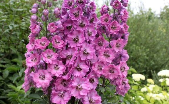 Дельфиниум Насыщенно-розовый с черным глазком