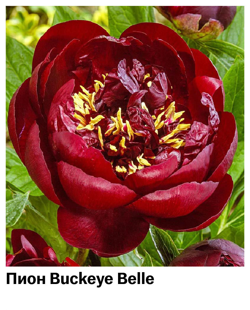 Пион Buckeye Belle