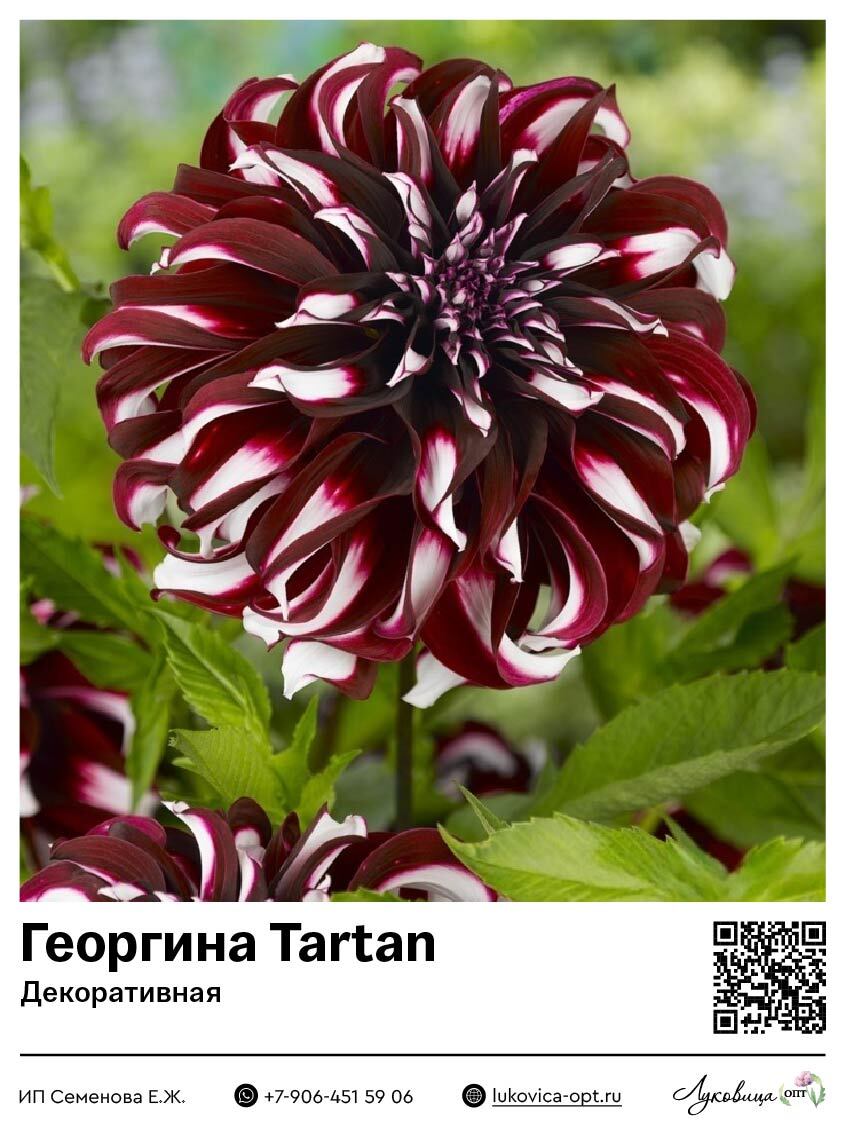 Георгина гигант Tartan (Декоративная) 1 шт