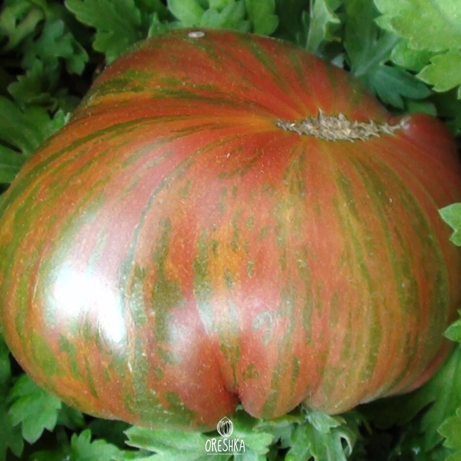 Томат ярсон 10. Помидоры 18. Помидоры 18. Томат далат f1. Томат ярсон.