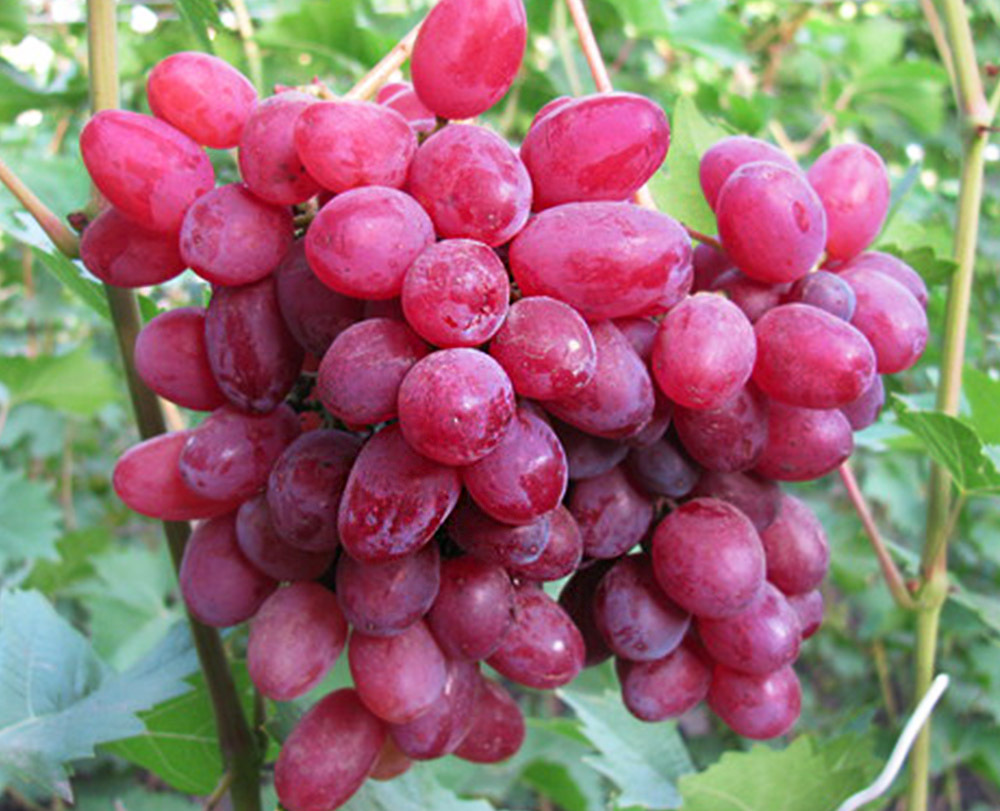 виноград кишмиш аксайский описание сорта фото