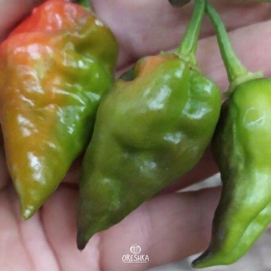Seeds of Hot pepper Big Reaper Mustard (Capsicum) — 5 pcs