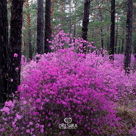 Seeds of Dahurian rhododendron (Rhododendron dauricum) — 25 pcs