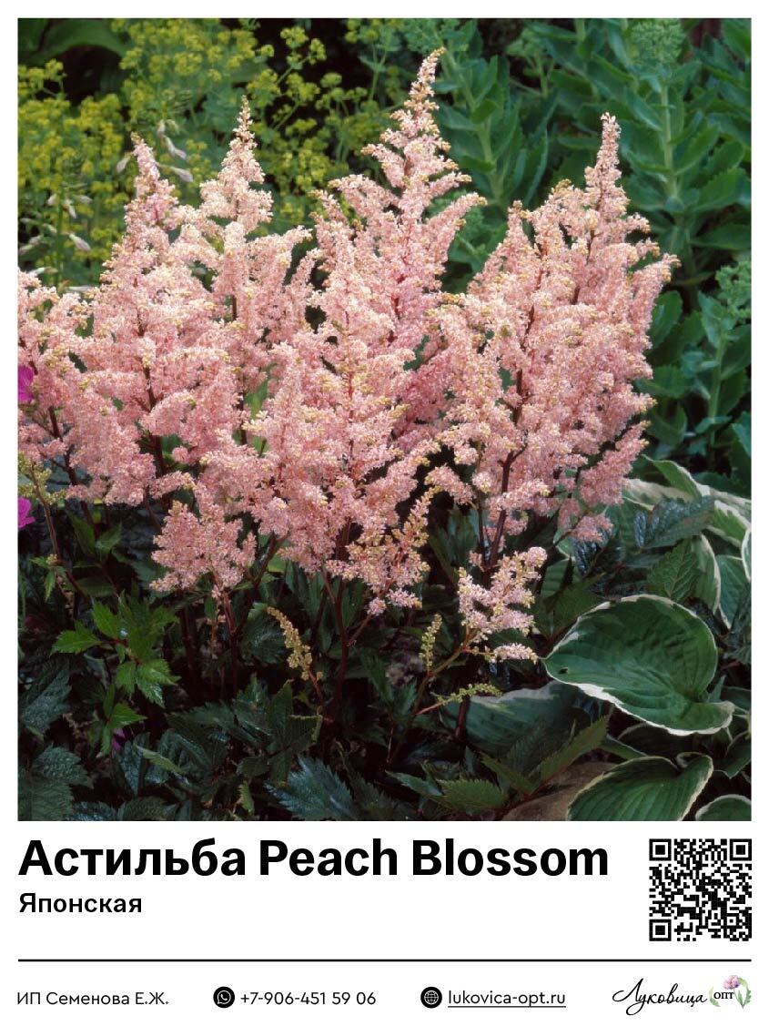 Астильба Peach Blossom (Японская) 1 шт