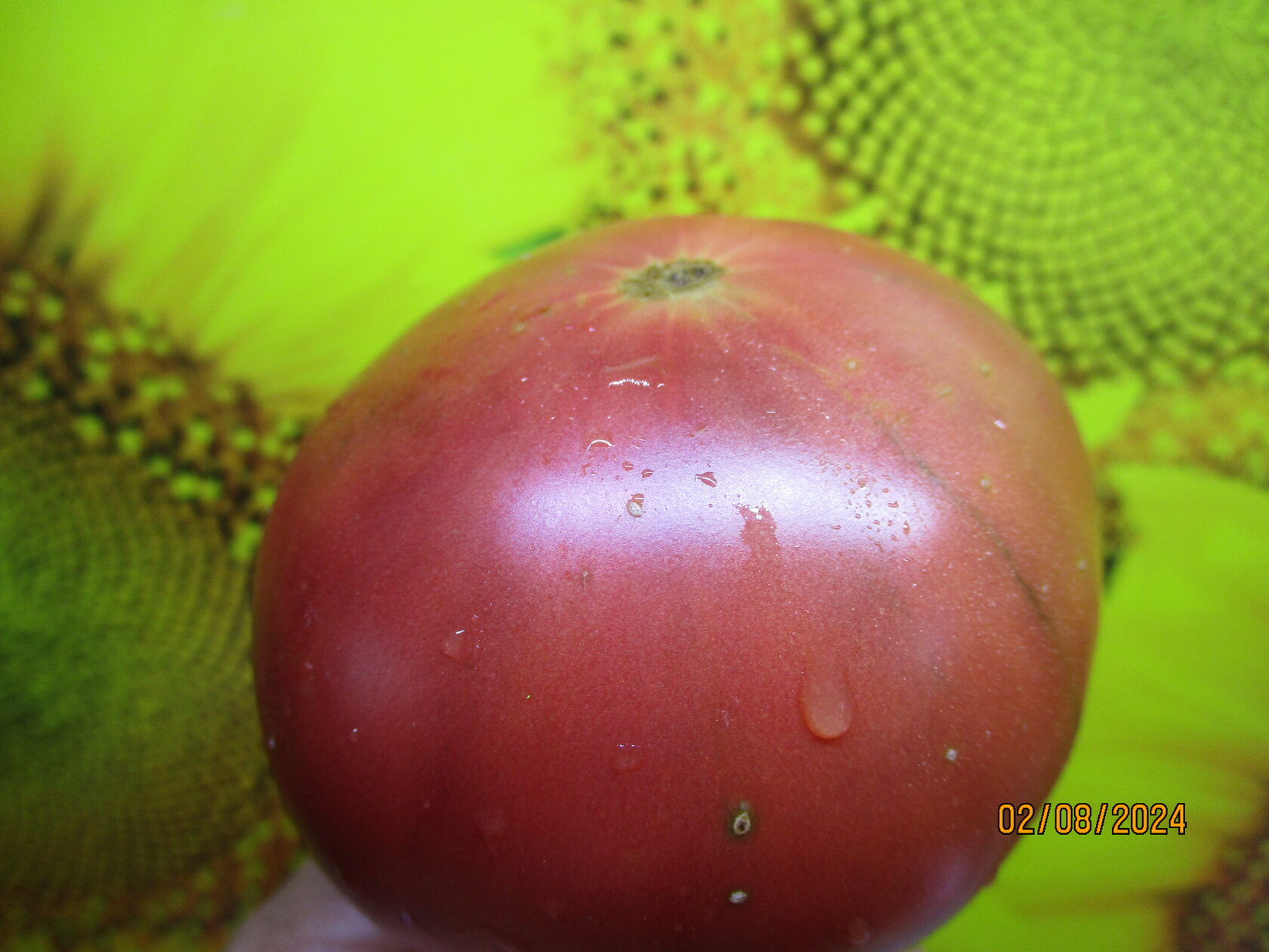 900-21 Томатный Гном ППИ. НОВИНКА 2024.