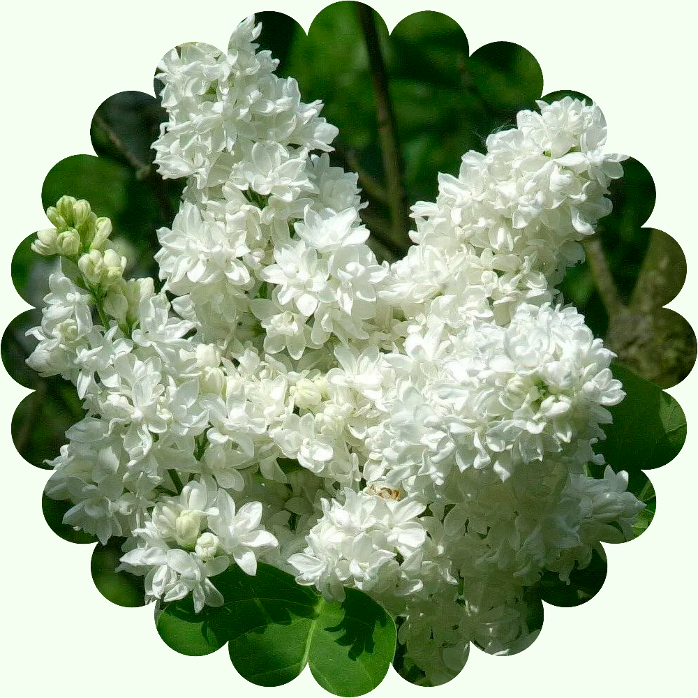 Сирень махровая Лиега