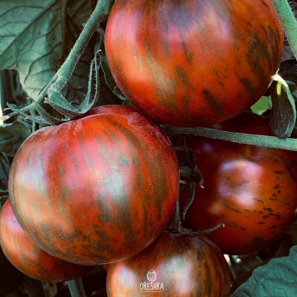 полосатые томаты сорта фото отзывы