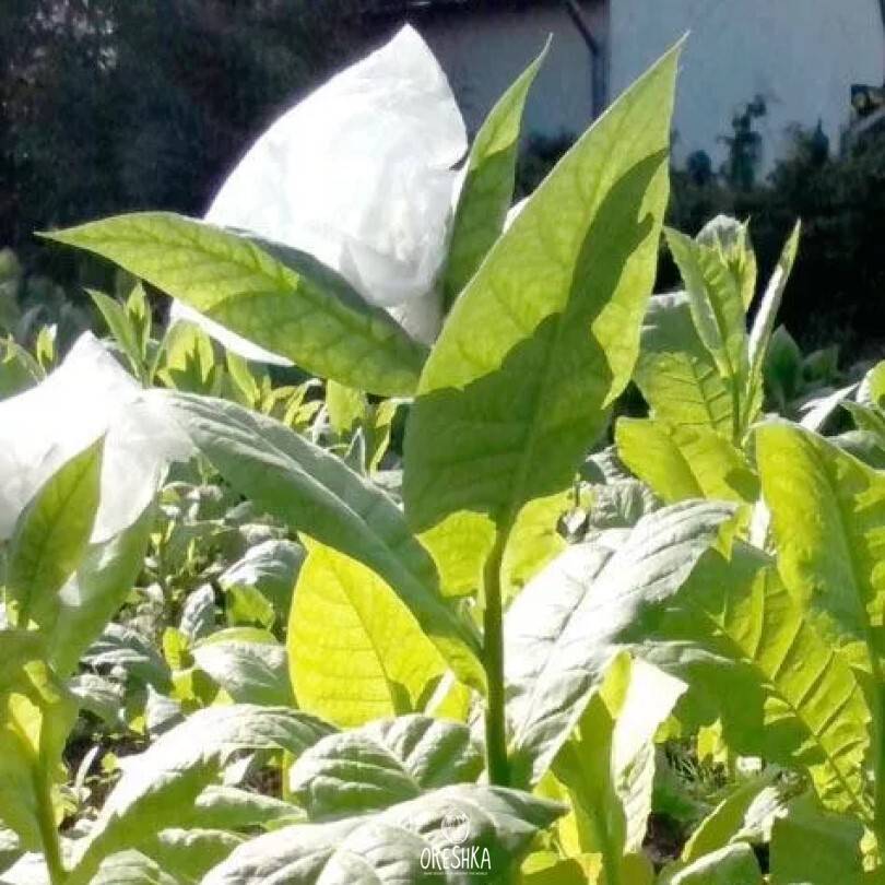 Seeds of Immune tobacco 0580 (Nicotiana tabacum) — 300 pcs