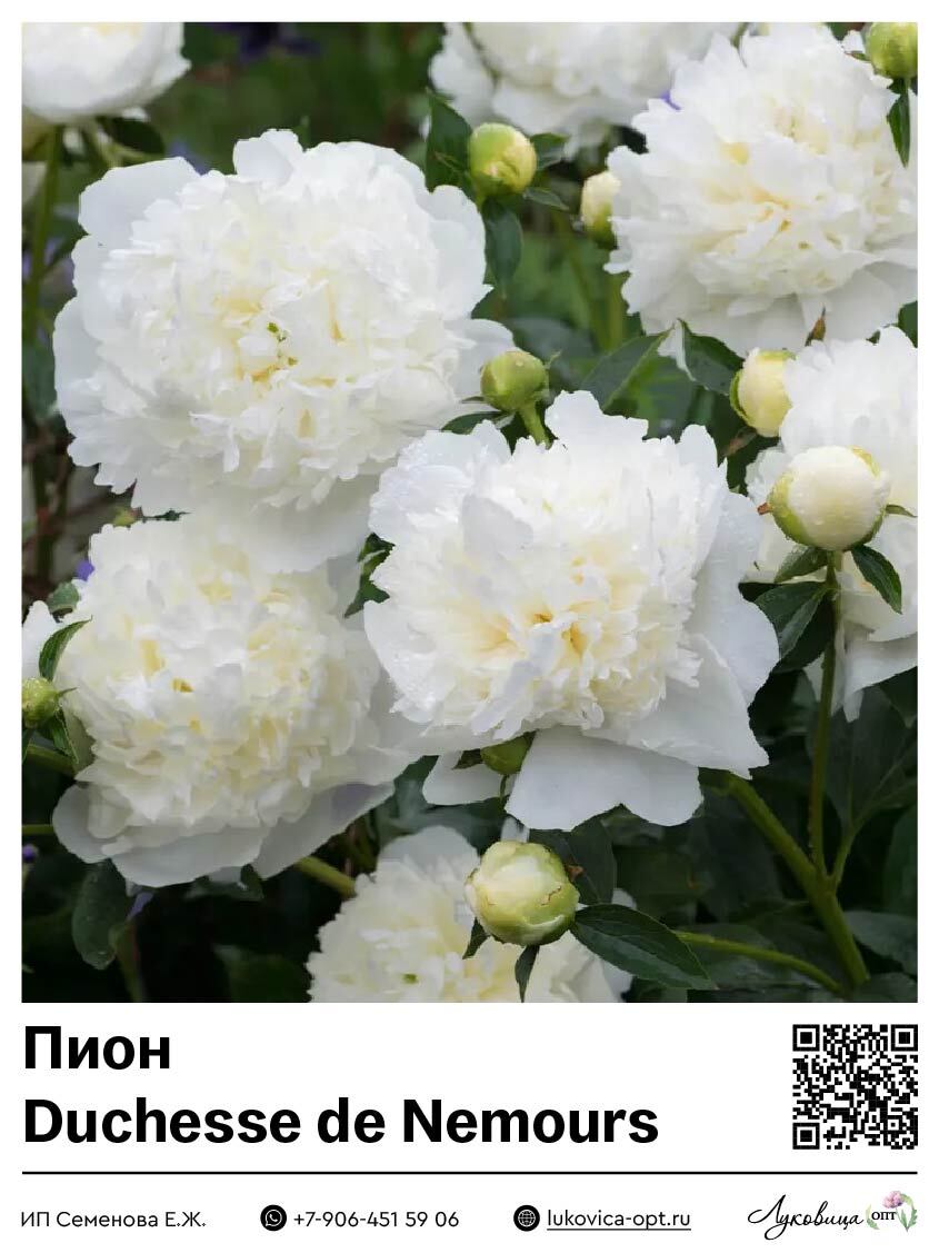 Пион Duchesse de Nemours