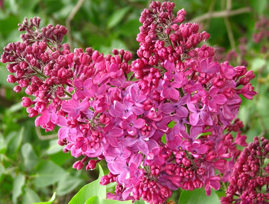 Сирень обыкновенная индия. Сирень индия описание сорта фото отзывы. Сирень обыкновенная индия. Сирень обыкновенная индия. Сирень индия описание сорта фото отзывы.