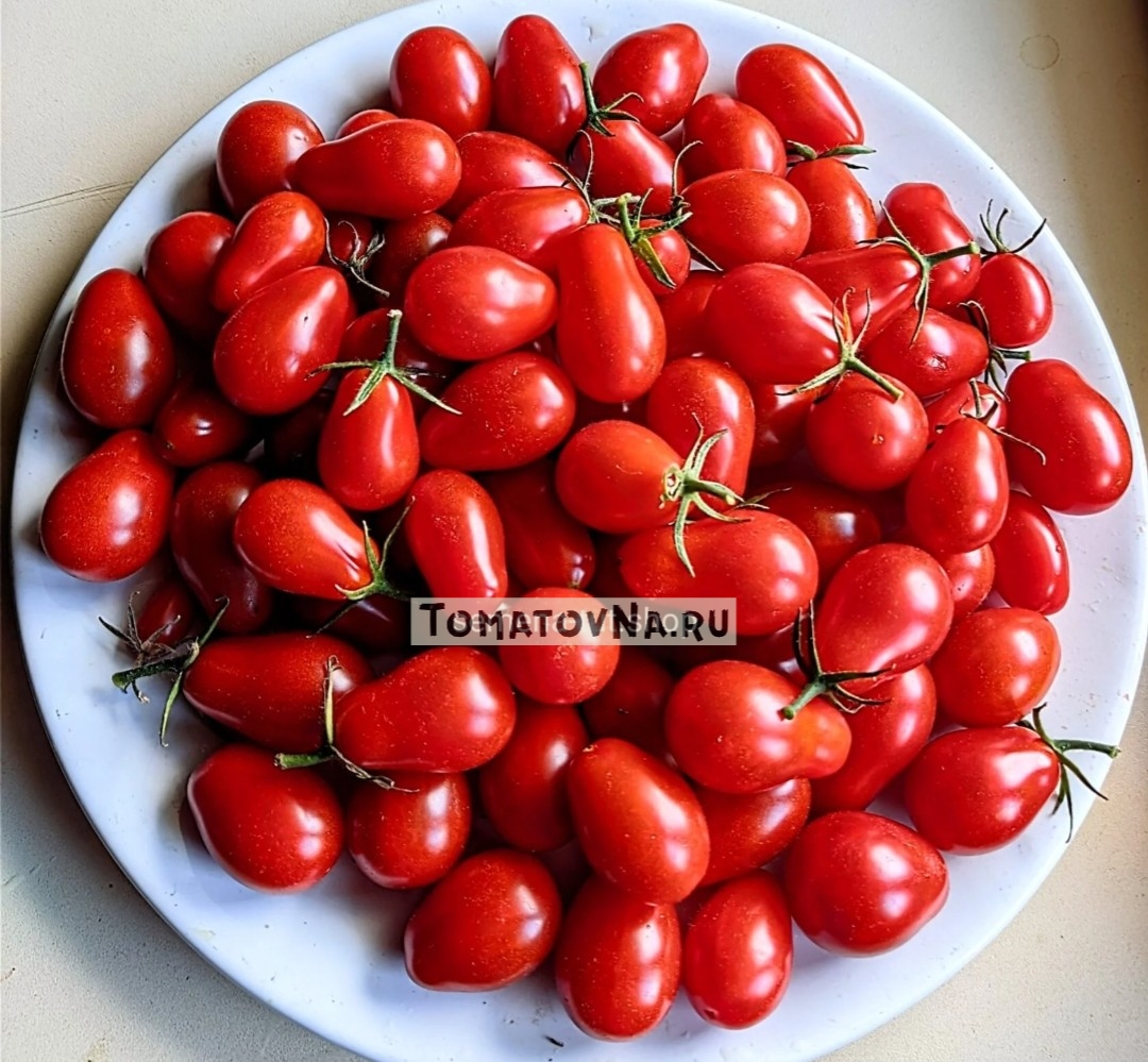 Томат Козула 14 Мегагрон семена