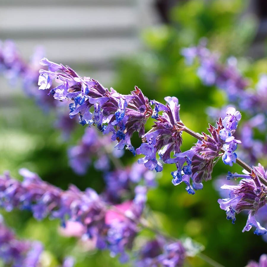 Котовник Фассена Сикс Хиллс Гиант (Nepeta faassenii Six Hills Giant)