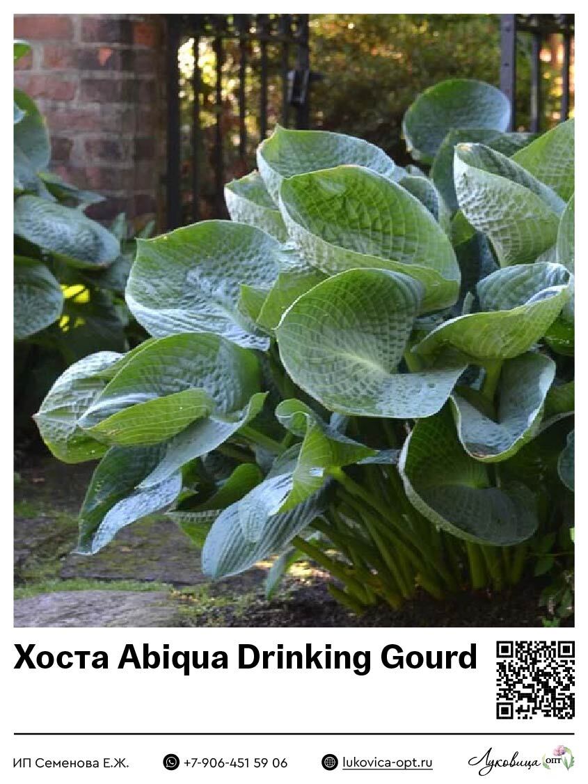 Хоста Abiqua Drinking Gourd
