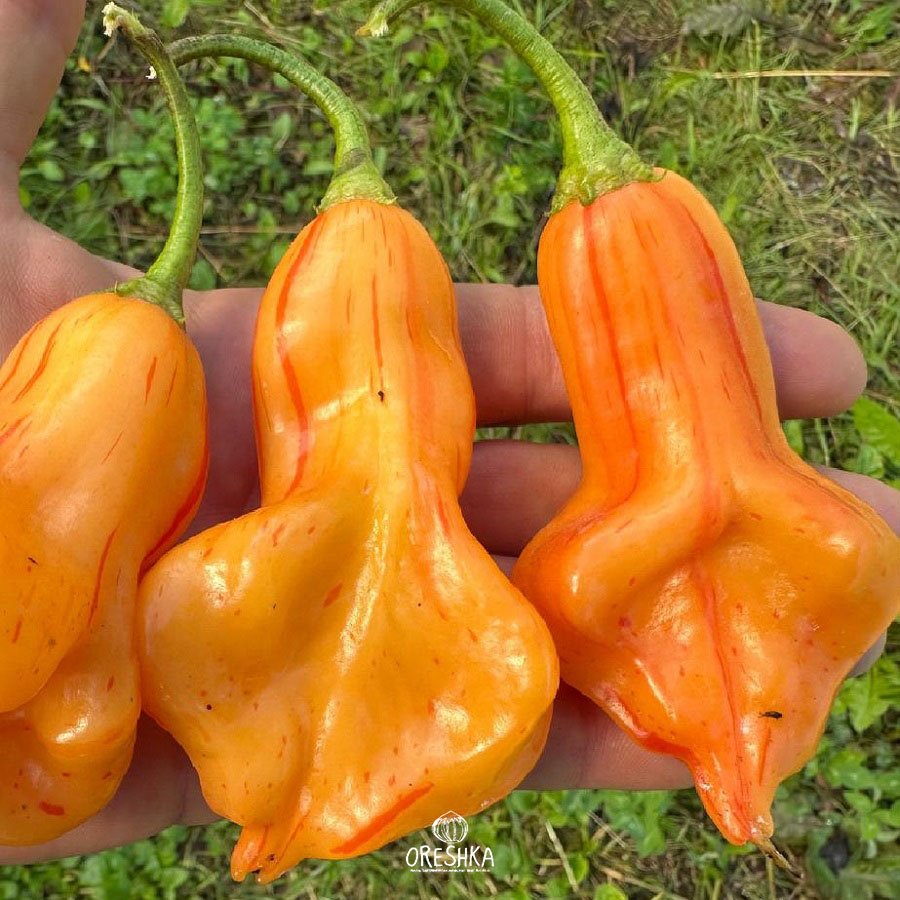Seeds of Hot pepper Zebrange (Capsicum) — 5 pcs