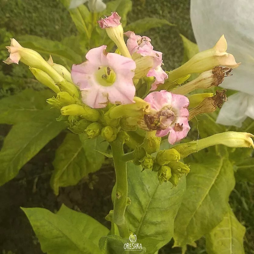 Seeds of Tobacco american 63 (Nicotiana tabacum) — 300 pcs
