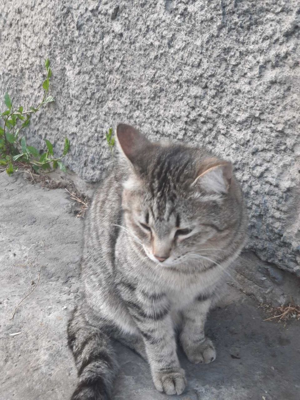 Коты шпротики