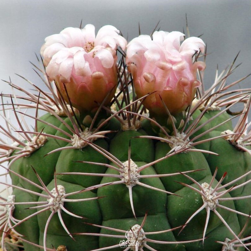 Seeds of Cactus Gymnocalycium saglionis (Gymnocalycium saglionis) — 10 pcs