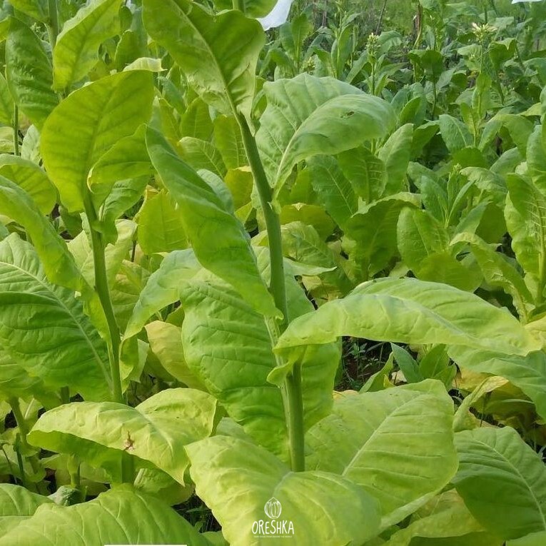 Seeds of Tobacco Burley badisher (Nicotiana tabacum) — 300 pcs