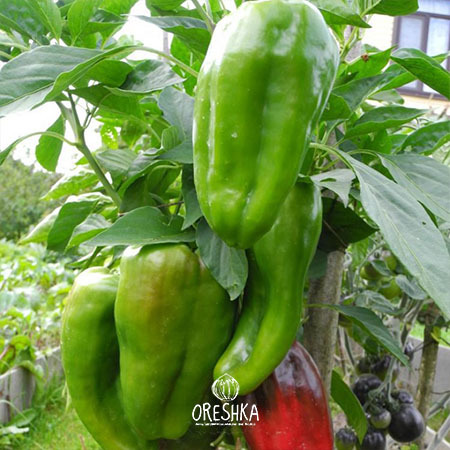 Seeds of Sweet pepper RID (Capsicum) — 10 pcs