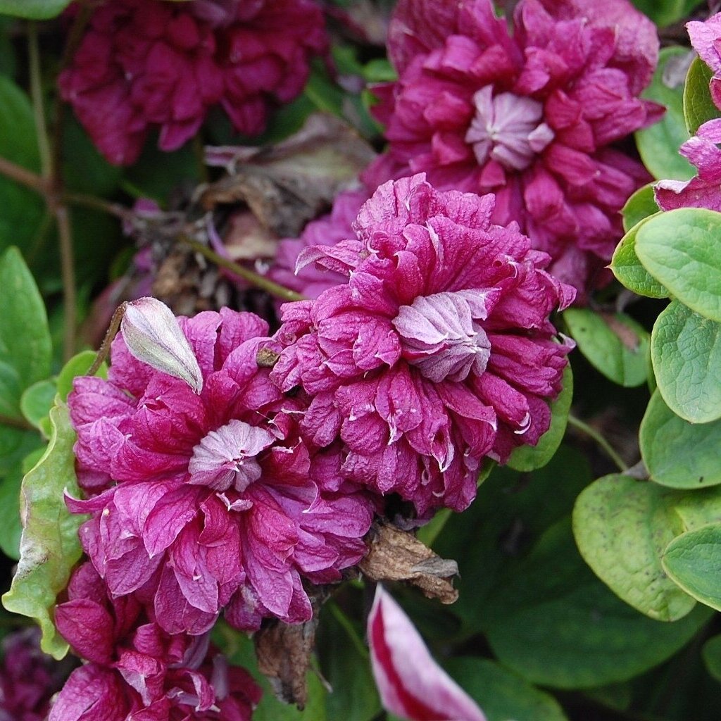 Сорт плена. Сорт плена. Клематис фиолетовый пурпуреа плена элеганс. Клематис ботанический пурпуреа плена элеганс. Сорт плена.