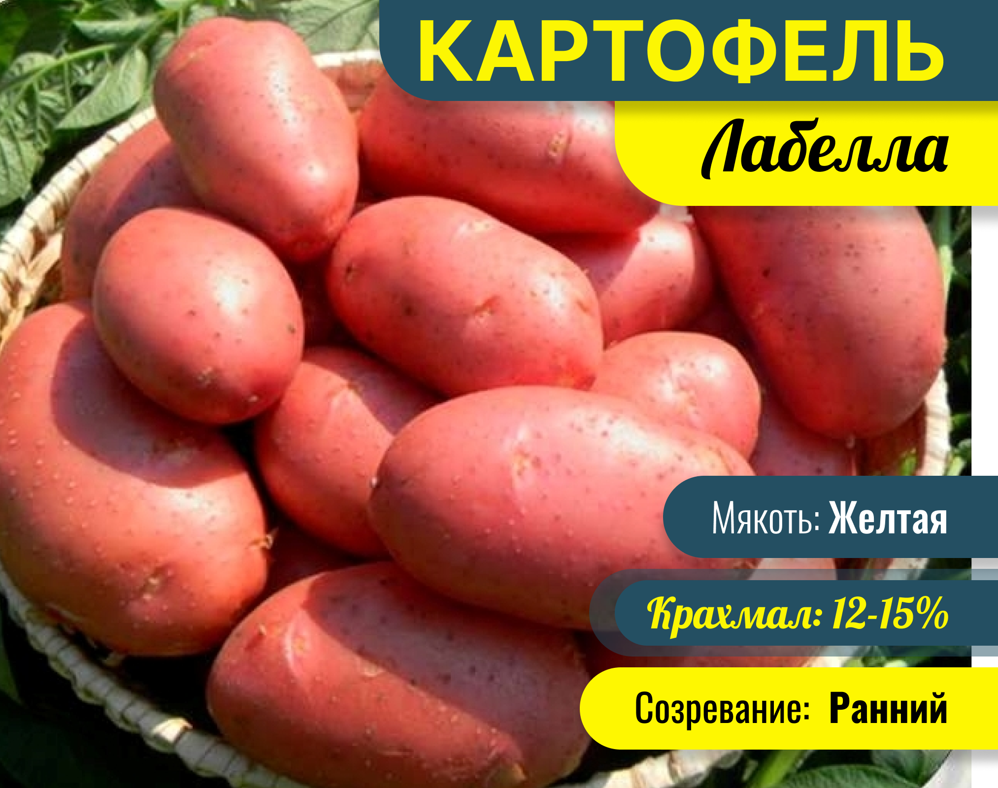 КАРТОФЕЛЬ ЛАБЕЛЛА