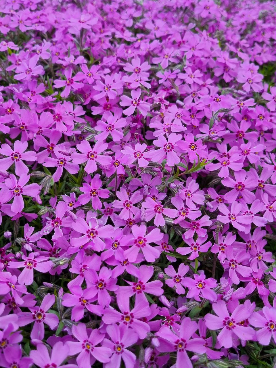 Флокс шилоподібний Emerald Pink