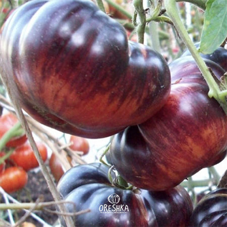 Seeds of Tomato Lovely Lush (solanum lycopersicum) — 10 pcs